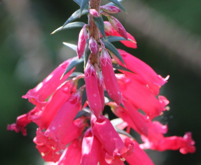 Where to Buy Native Plants in Canberra
