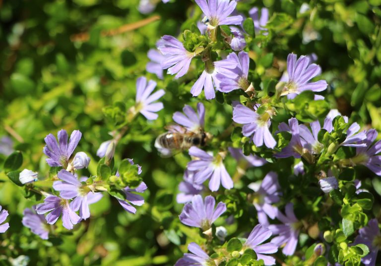 Scaevola 'Mauve Clusters' a great ground cover